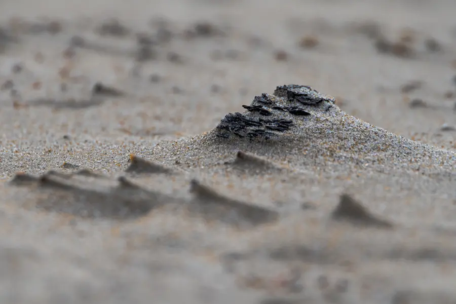 Netherlands · Texel