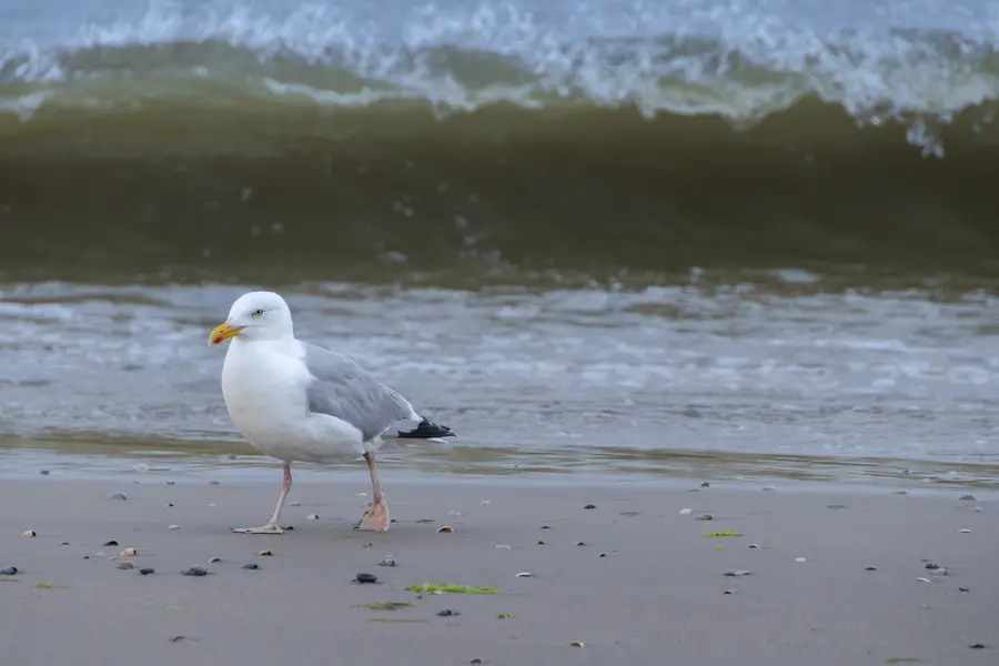 Netherlands · Texel