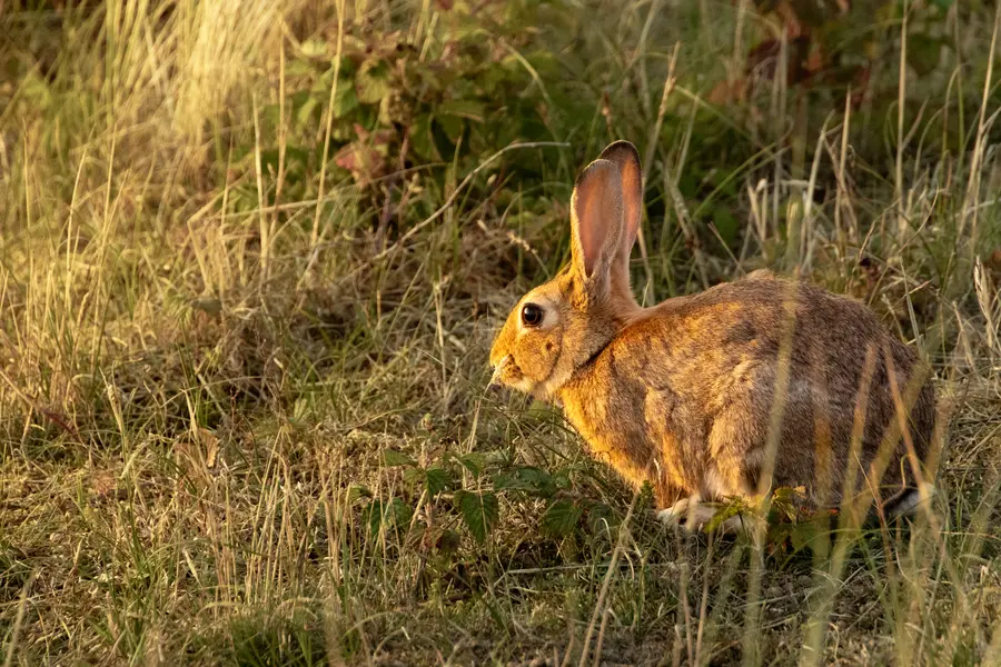 Netherlands · Texel