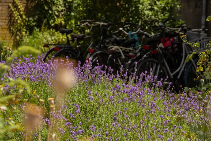 Netherlands · Utrecht